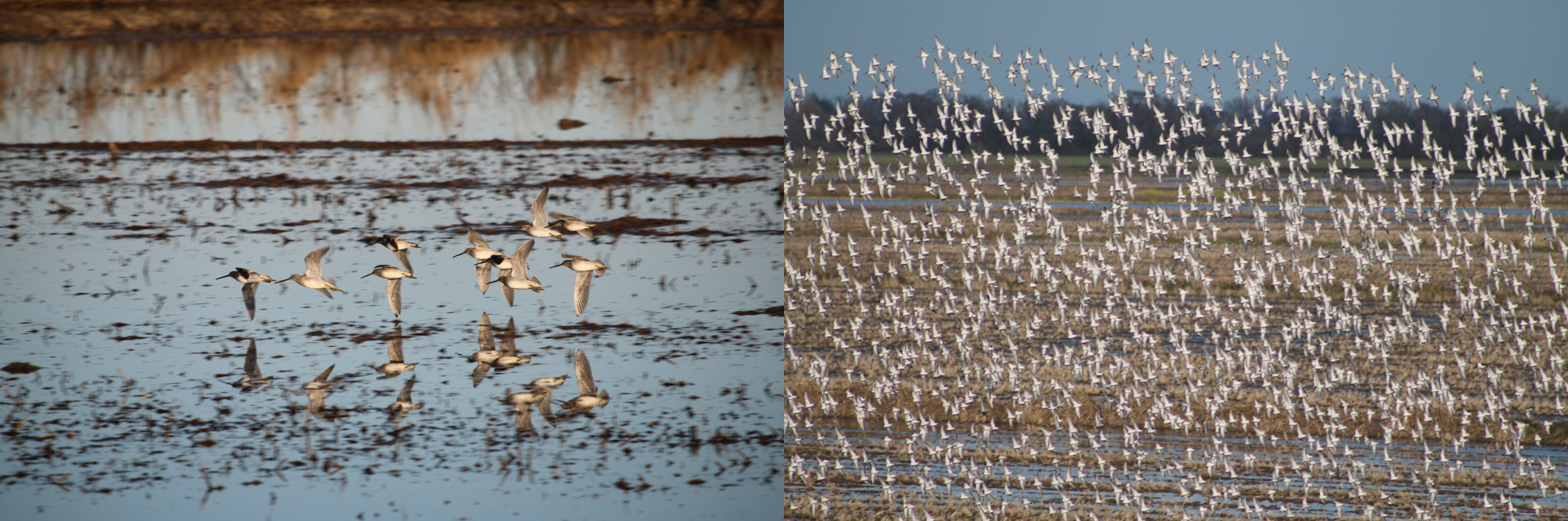 flock of birds flying over flooded fields
