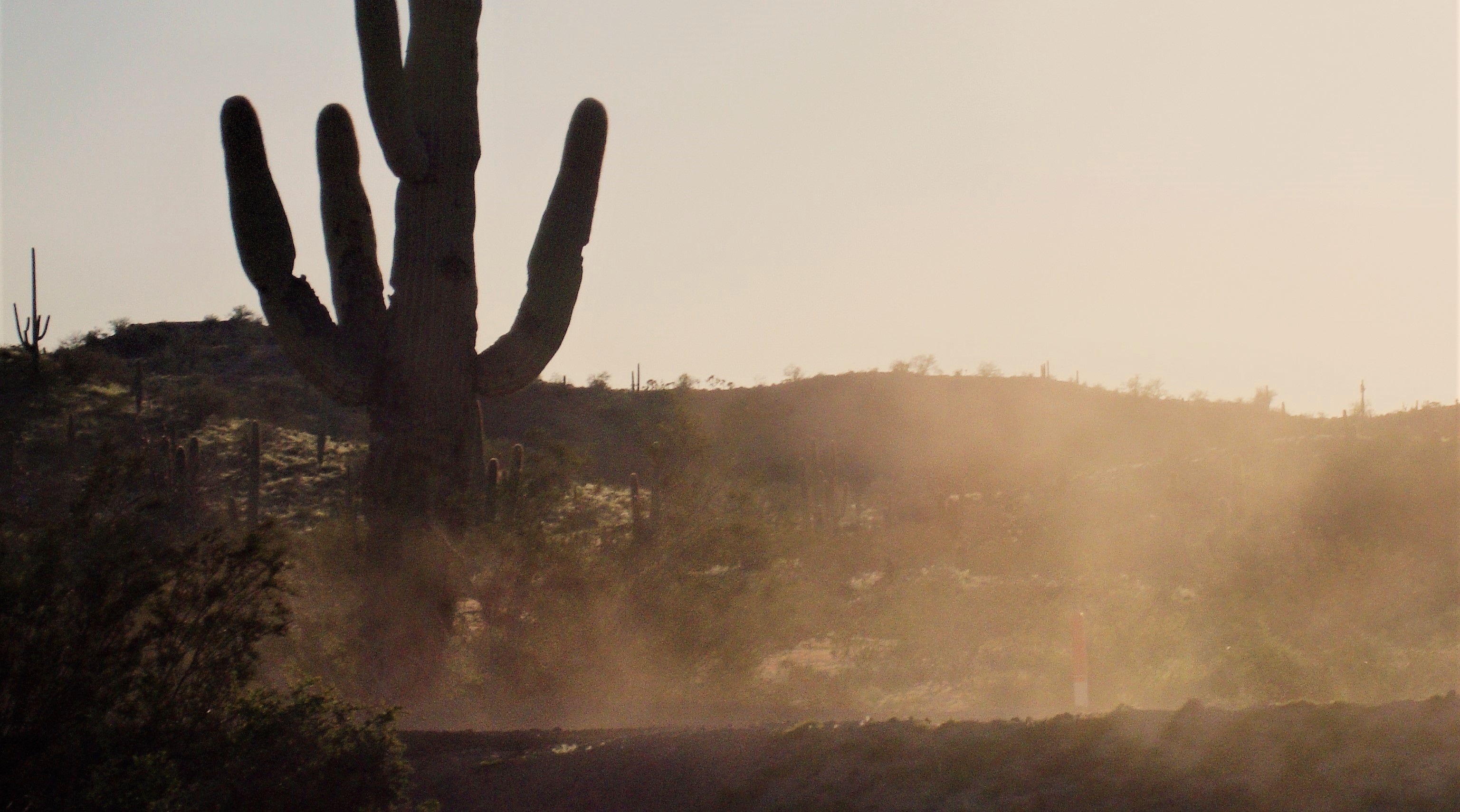 dust swirling around a cactus in a desert