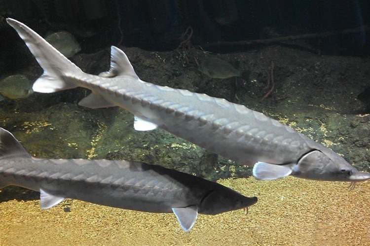 Gray Atlantic sturgeon can live up to 60 years.