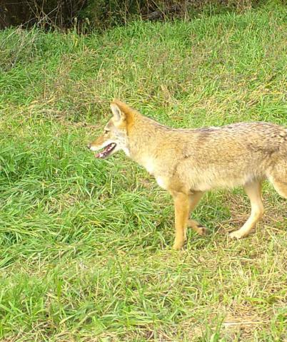 Wisconsin Coyote