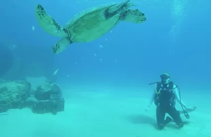 photo of scuba diver with turtle in Hawaii