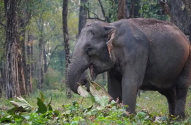 Asian elephant in Bhutan