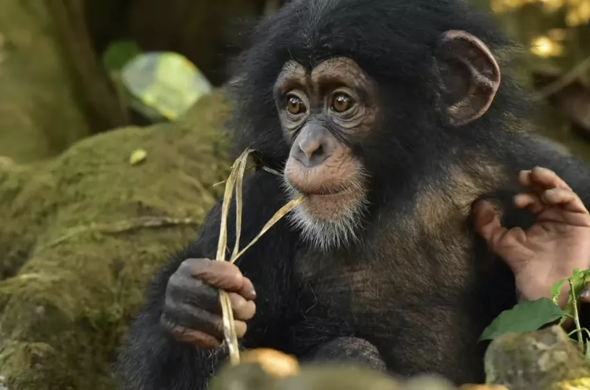 photo of endangered Liberian chimpanzee