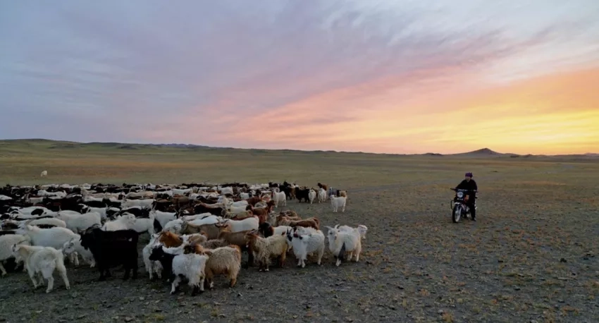 photo of goat herd and goat herder in Mongolia