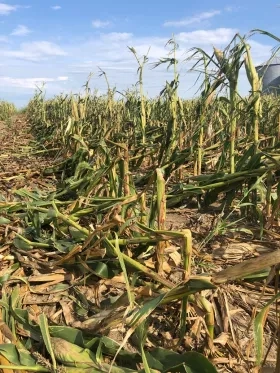 photo of corn damaged by hail