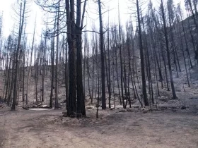 forest of burned trees after a fire