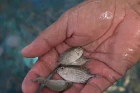 tiny fish in a human hand