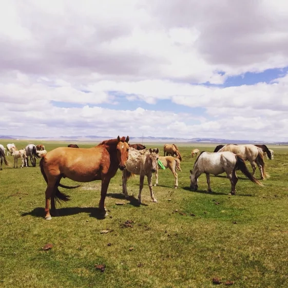 photo of horses in Mongolia