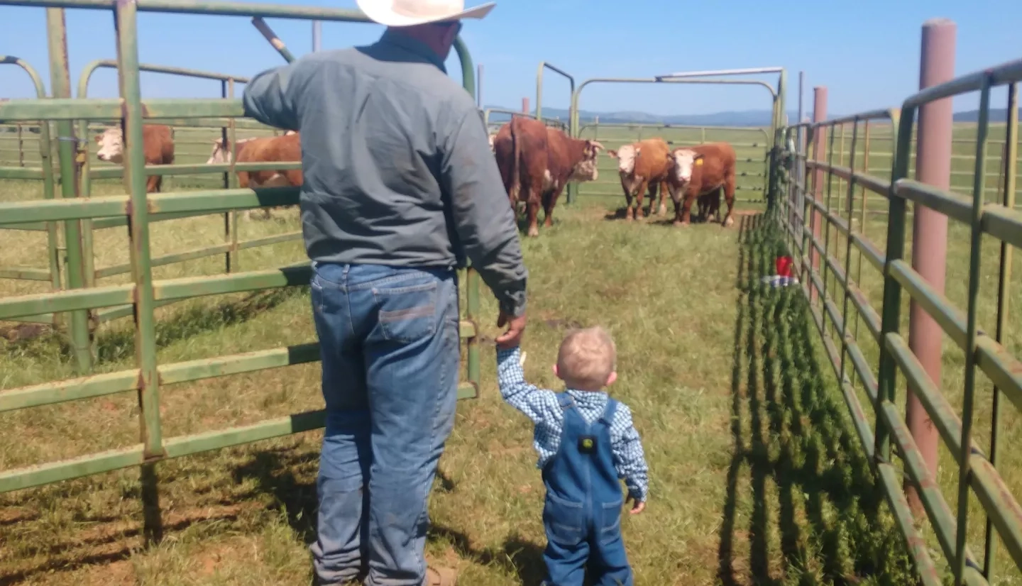 Photo of man wearing cowboy hat and small child viewing cattle