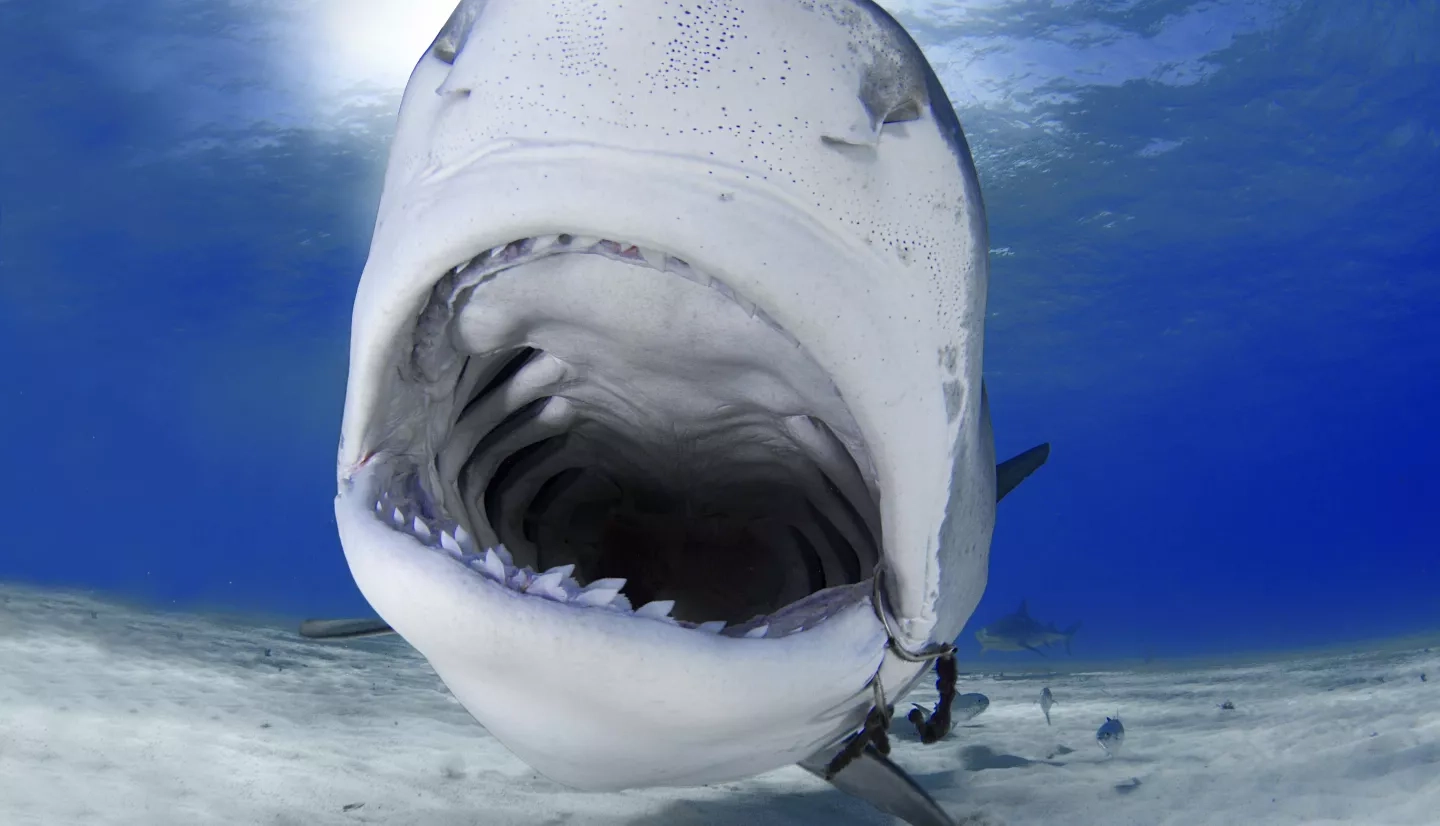 Shark with open mouth