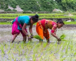 Rice production in Nepal is critically dependent on accurate prediction of monsoon onset.