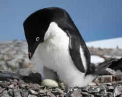 Adélie penguin nesting on the Antarctic Peninsula.