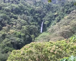 Waterfall in lush forest