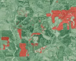 Landsat 8 OLI data processed into the median NDVI for 2016-2021 with an overlay showing deforestation that occurred during this time period in the Talladega National Forest. The deforestation layer is derived from Global Forest Watch's forest cover data, which uses the Landsat series, and was calculated as the difference between forested areas in 2016 and forested areas in 2021. Shades of green indicate the density of forest, while red areas indicate areas deforested in 2021.