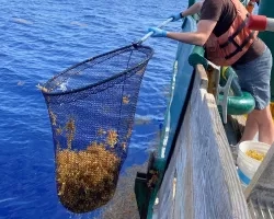 Casting a net into the water, a fisherman uses a net to remove sargassum from the Atlantic Ocean.