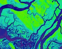 Normalized Difference Vegetation Index (NDVI) of the Savannah River Estuary in Georgia calculated from an October 2022 image taken by NASA's Landsat 8 OLI sensor. Low NDVI values, including water, are represented in blue, while high NDVI values, showing areas of higher vegetation, are in green.  Saltwater intrusion into coastal soils is impacting vegetation health in this area, causing tree die-off and the formation of ghost forests.