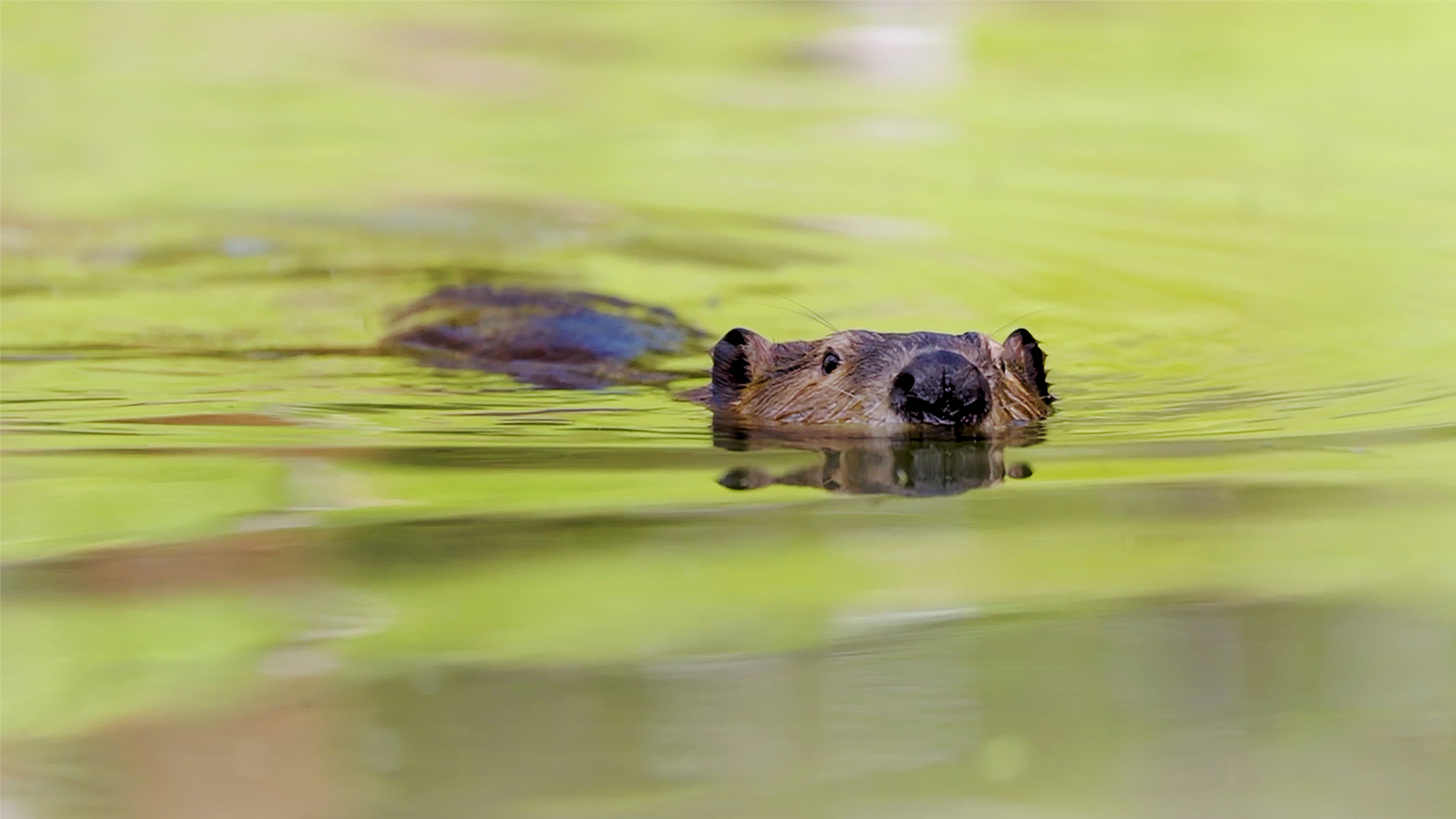 Photo of a beaver swimming in green-tinged water