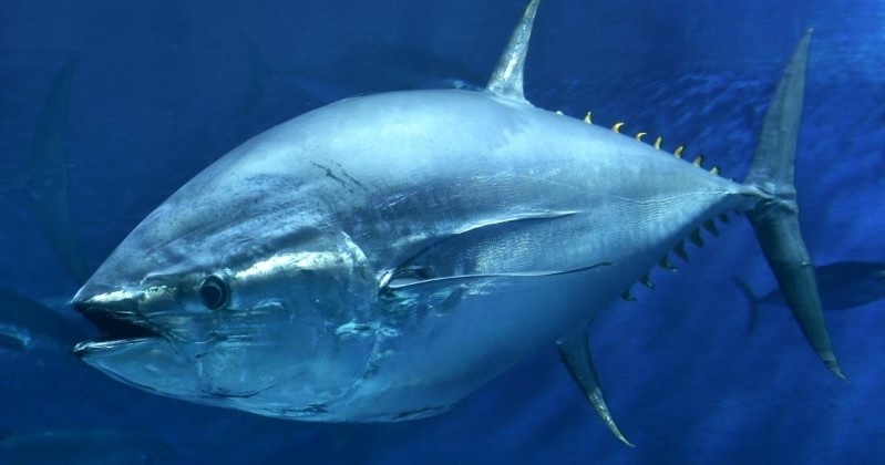 Atlantic bluefin tuna.