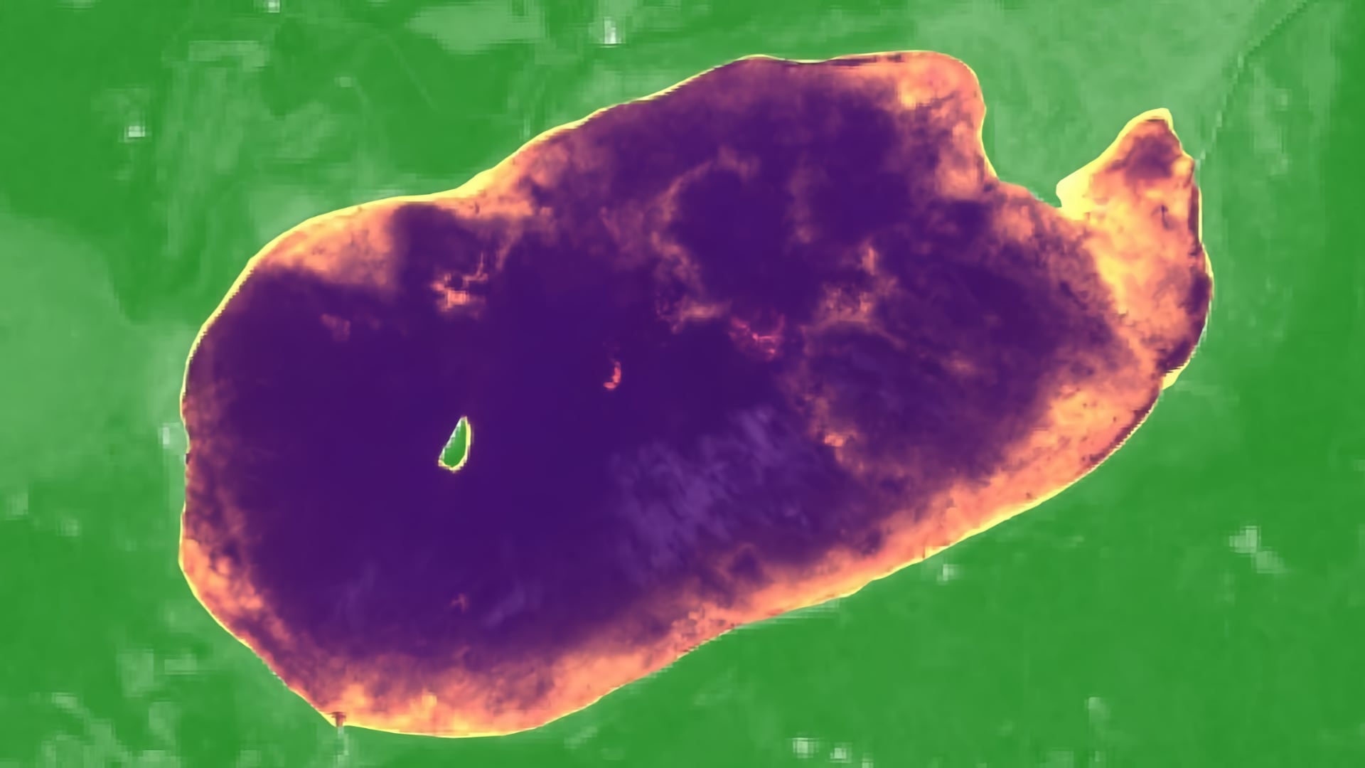 This image shows NDVI (green) derived from June to July 2018 Landsat 8 OLI data overlaid by a 2015 Sentinel-2 MSI composite image (bands 8, 11, 4) clipped to Leech Lake in Minnesota (purple). Emergent northern wild rice is visible in yellow near the lake edges. Partners at the Minnesota Department of Natural Resources can use spectral indices like these to distinguish wild rice from surrounding wetlands and vegetation.