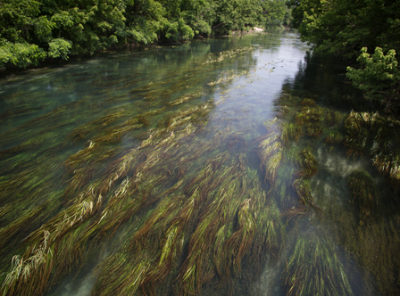 Texas wild rice growing in the San Marcos River in Texas. Image credit: Ryan Hagerty, US Fish and Wildlife Service