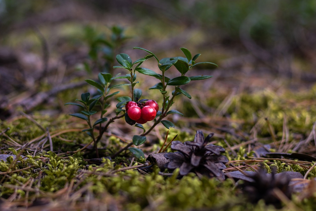 Wild cranberries growing in their natural habitat. Image credit: fotoblend on Pixabay