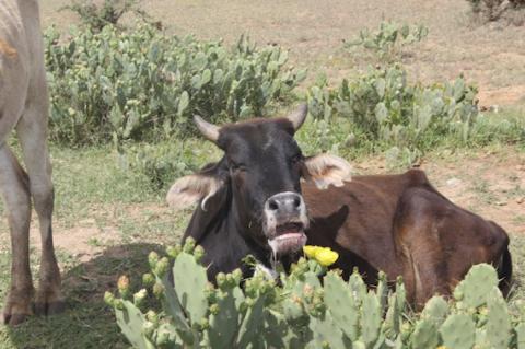A bull salivating, with thorns and wounds in his mouth, after eating the spiny fruit of a prickly pear cactus. Image credit: RCMRD