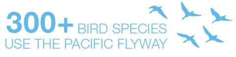 300+ bird species use the Pacific Flyway