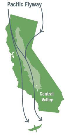 Map of Pacific Flyway