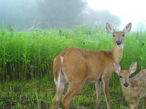 Deer Duo
