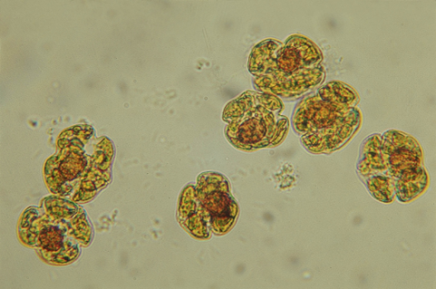Karenia brevis cells. Credits: Mote Marine Laboratory