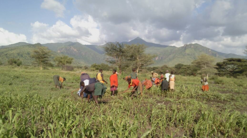 Farmers work their fields in Rupa, Moroto District, Karamoja (Photo Credit OPM Uganda)