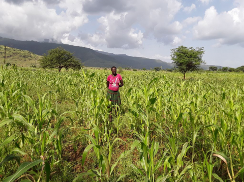 A farmer stands in her field that is monitored under DRF in Nadunget, Moroto District, Karamoja taken June 28, 2018 (Photo Credit: OPM Uganda)