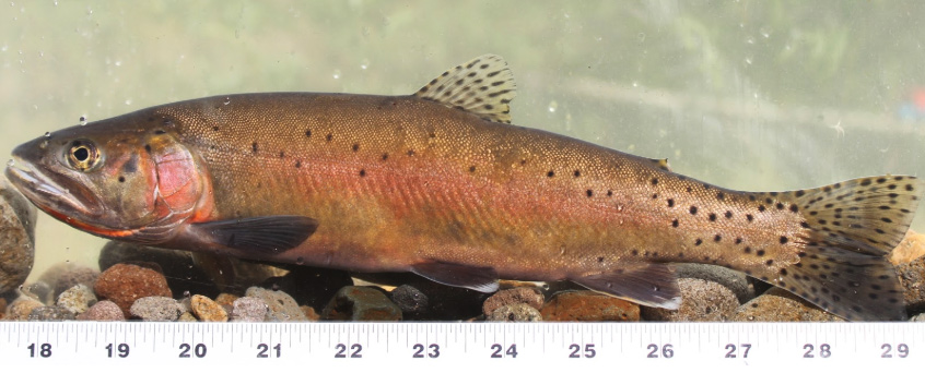 Lahontan cutthroat trout. 