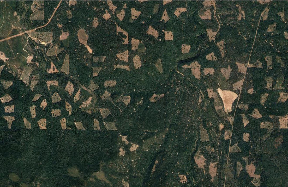 High-resolution aerial image of actively managed forests in Oregon.
