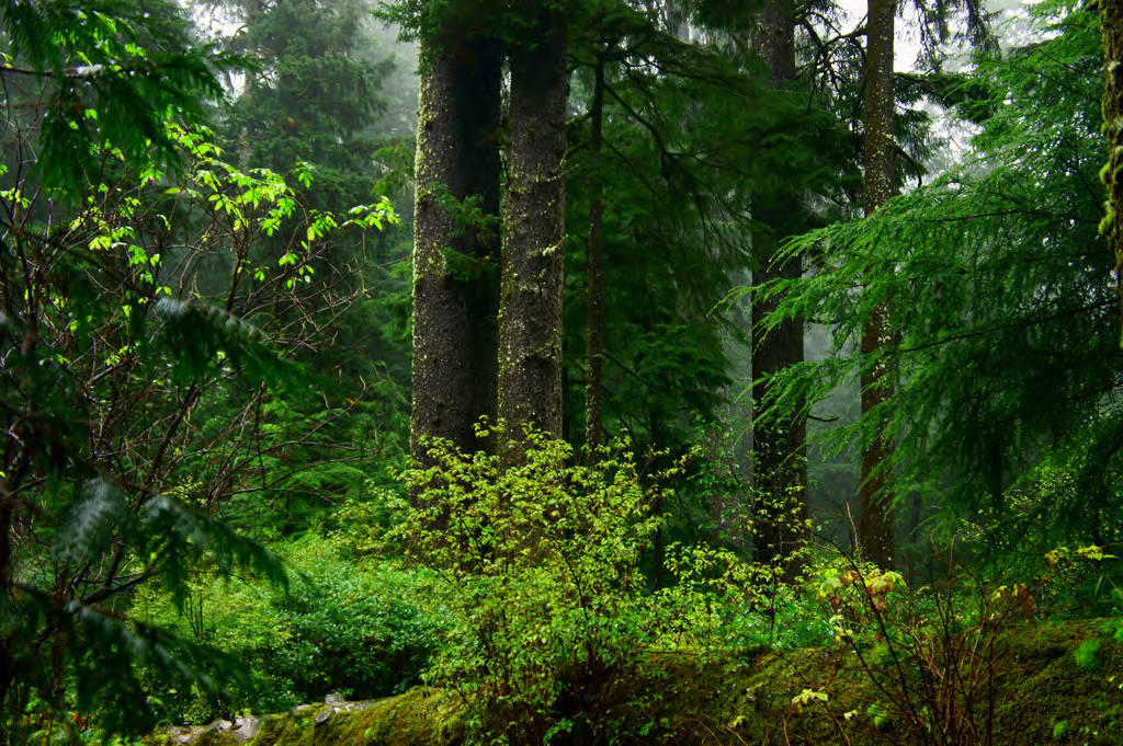 Old growth forest in coastal Oregon.