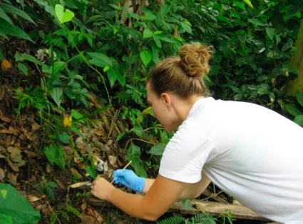 Photo of scientist Mary Blair collecting a sample of monkey DNA