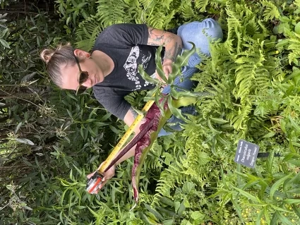 Woman in sunglasses uses a measuring tape to measure the length of a plant