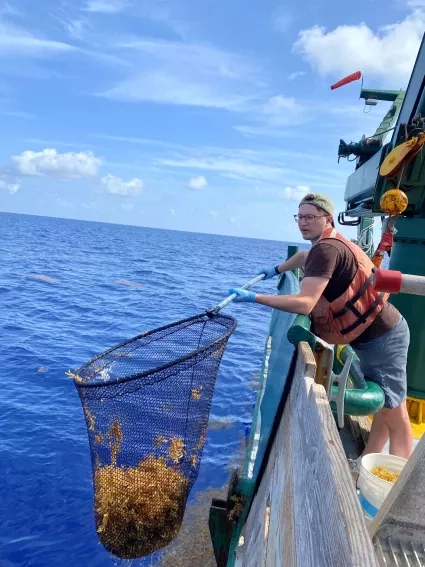 A fisher standing on a boat in the Atlantic Ocean holds a net full of sargassum.