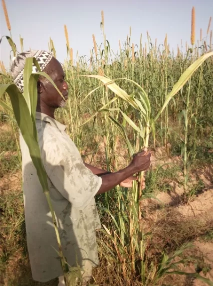 A man in a field touching a stalk of sorghum