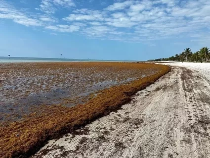 Beneath a clear blue sky, the tropical Smathers Beach, Florida is almost completely covered by a blanket of brown Sargassum macroalgae.