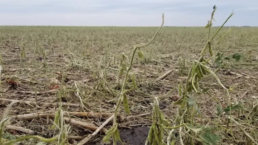 photo of a corn field damaged by hail
