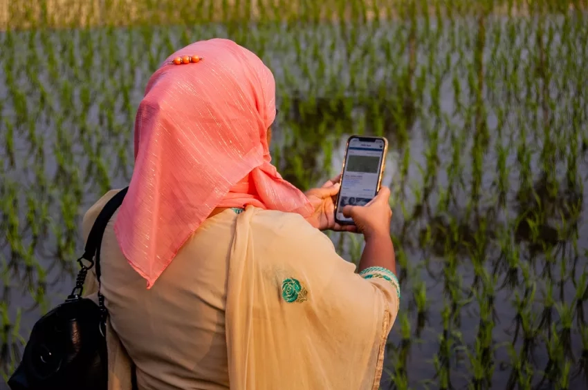 A woman wearing a headscarf points a smartphone at a field of rice