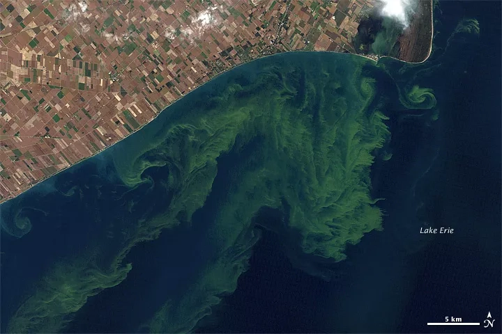 satellite image of an algae bloom