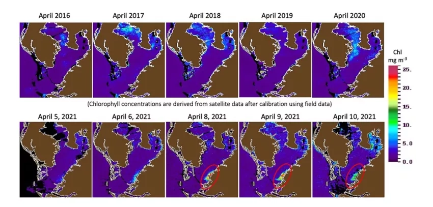 Satellite images show algal blooms in an area of about 25 km^2 near Port of Manatee of Tampa Bay (Florida, USA) after discharge of 215 million gallons of contaminated nutrient-rich water from the Piney Point gypstack in early April 2021. 