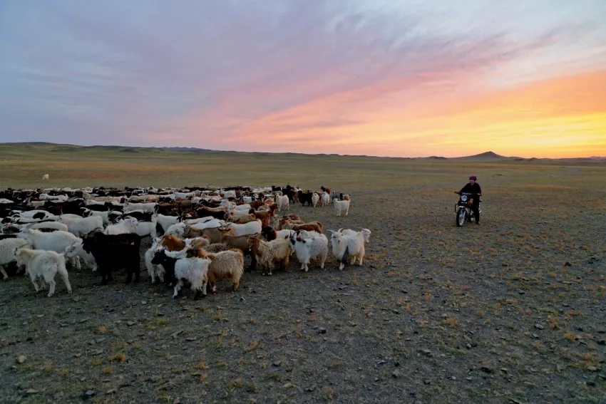 photo of goat herd and goat herder in Mongolia