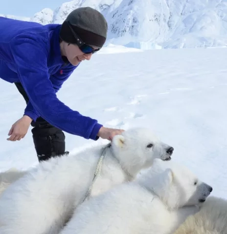  Kristin Laidre monitoring two three-month-old polar bear cubs in southeastern Greenland while the mother bear is being studied.