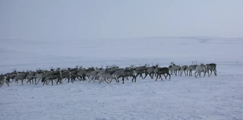 Photo of a herd of reindeer in Norway