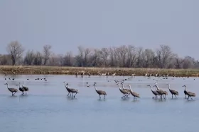 birds standing in flooded field