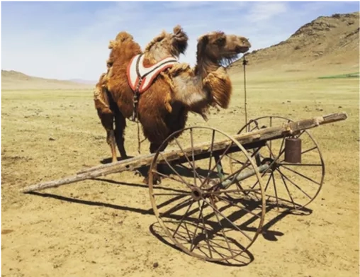 Photo of camel in Mongolia