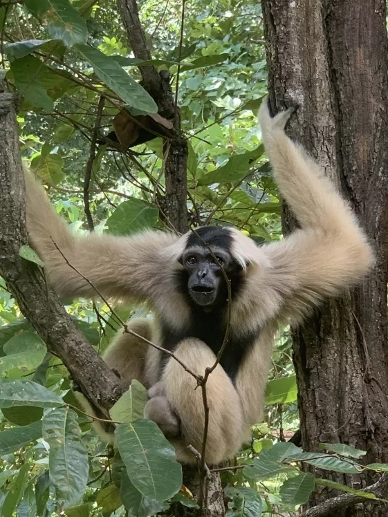 a pileated gibbon sitting on a tree branch amongst green leaves